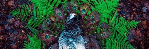 h_havik banner