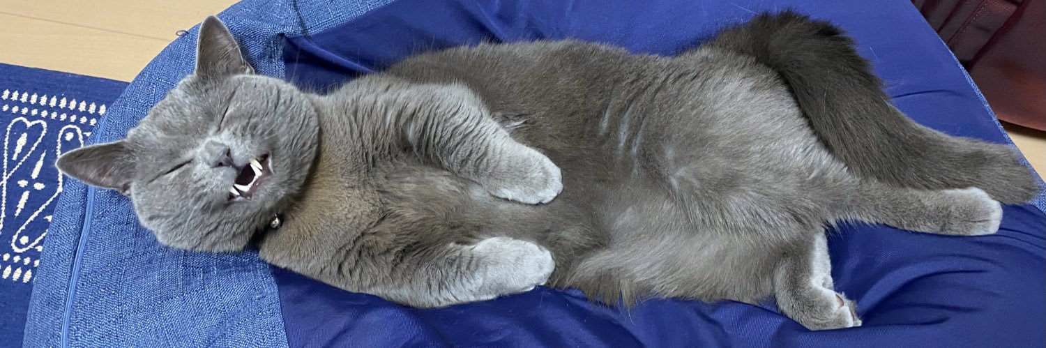 ベリ子🐈‍⬛🐈‍⬛🐈‍⬛✨ banner