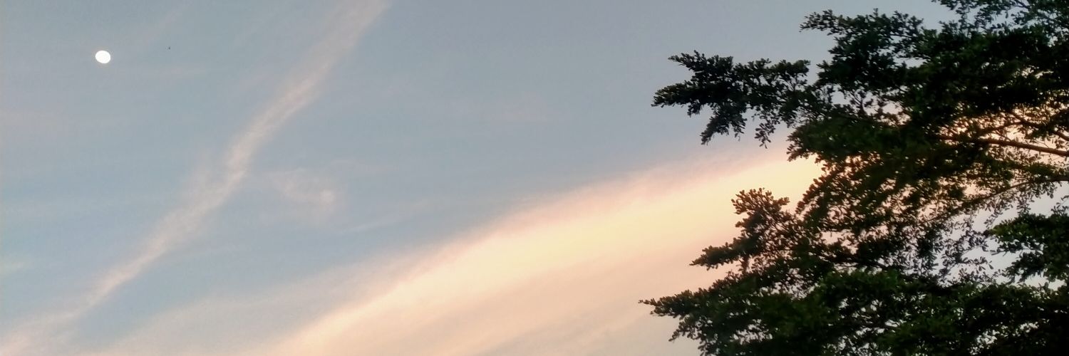 🌼. banner