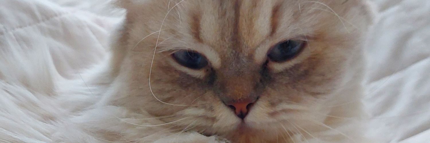 Can_Yuncu's profile banner image
