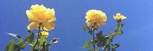 Cr3n2's profile banner image