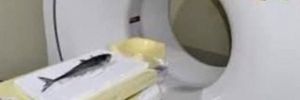 ant_brain_ Profile Banner