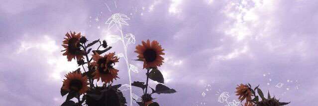 Nadaelsayedd's profile banner image