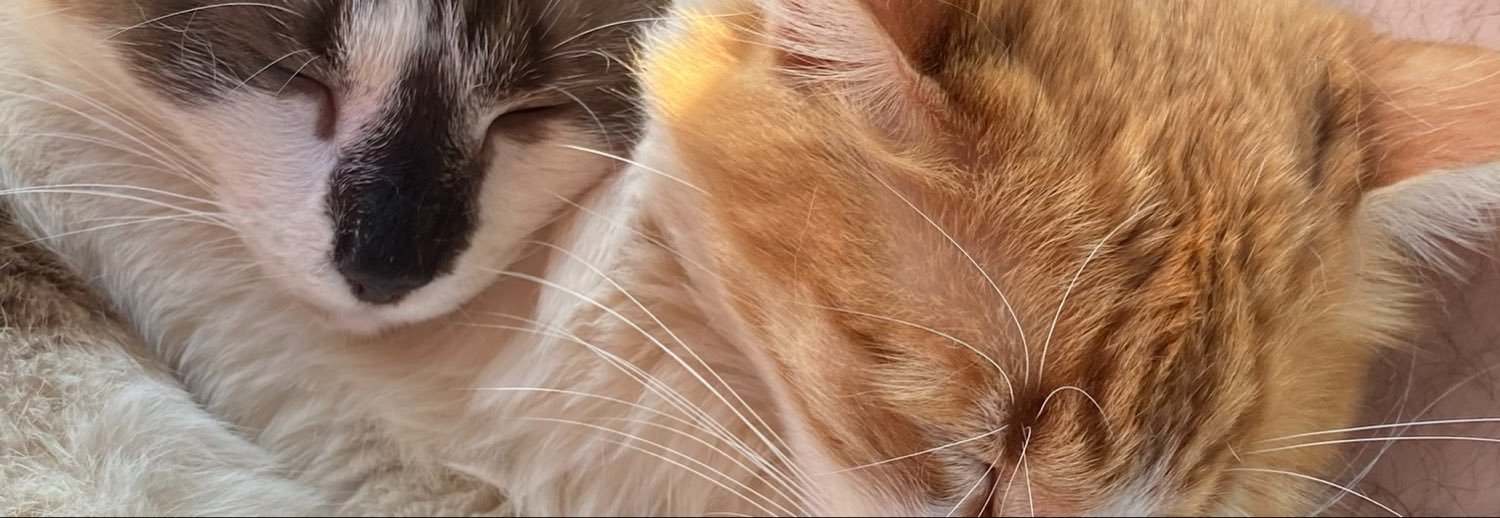 crysthiamm's profile banner image