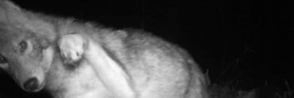 _tawshy's profile banner image