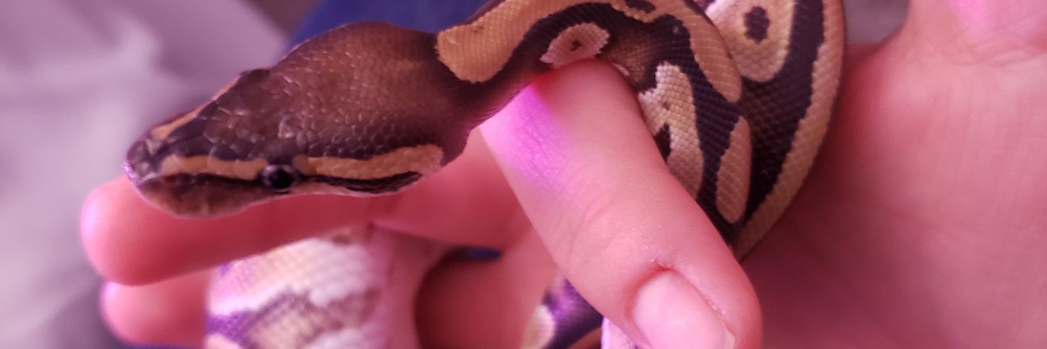 🔥Sarachaaa🔥 banner