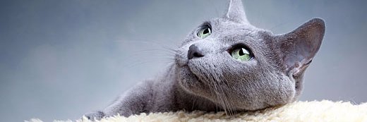 tailofcat's profile banner image