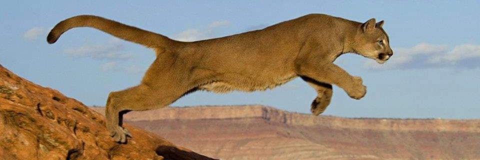 EST Serkan banner