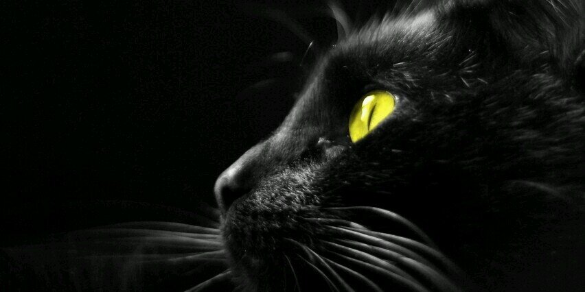Mane_Arce's profile banner image