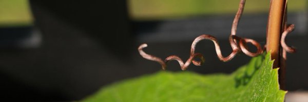 PlantBiomech Profile Banner