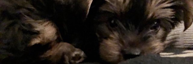 CatzSto's profile banner image