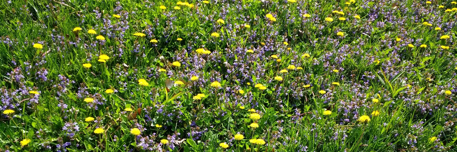 Genial Buffoon banner