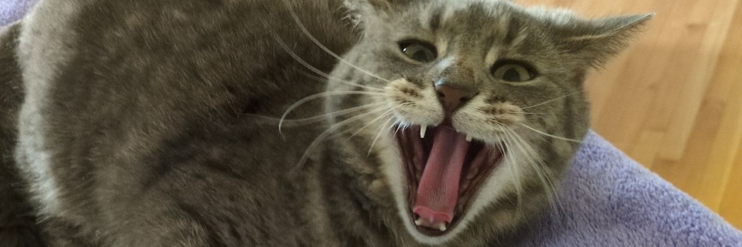 Cat Church's banner