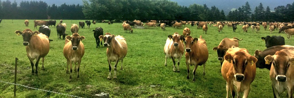 David Fogarty banner