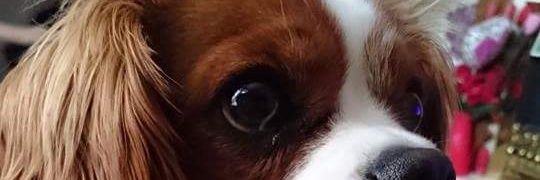 TobyBotwright's profile banner image