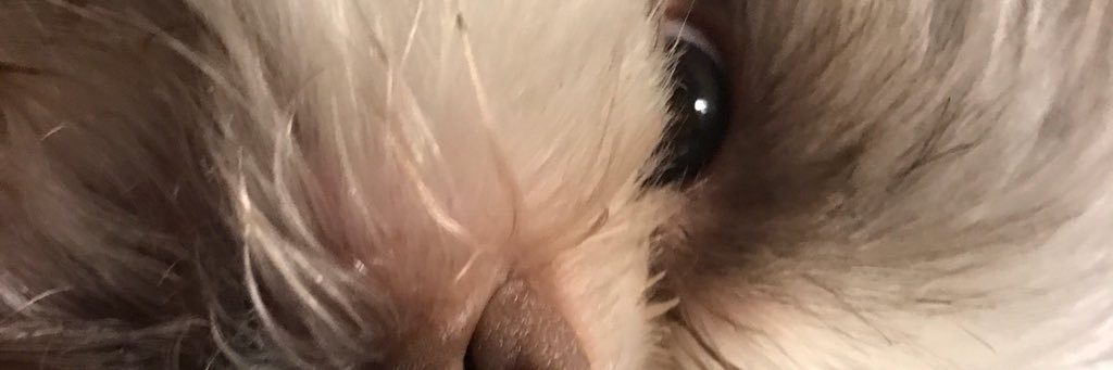 SmithGaylalee's profile banner image