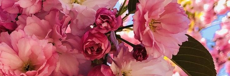 Renewed 🌸 banner