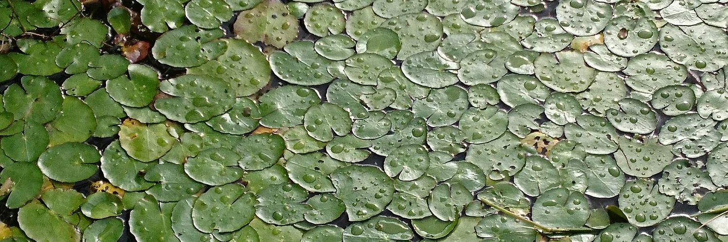 Morag🏴󠁧󠁢󠁳󠁣󠁴󠁿🇪🇺 Indy+EU now on Bluesky banner