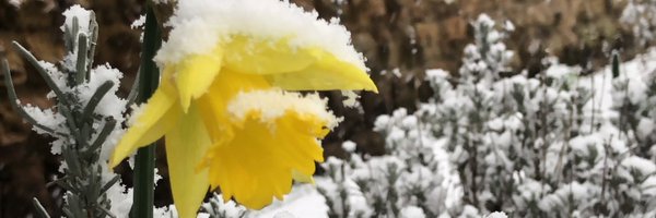 codingbumblebee Profile Banner