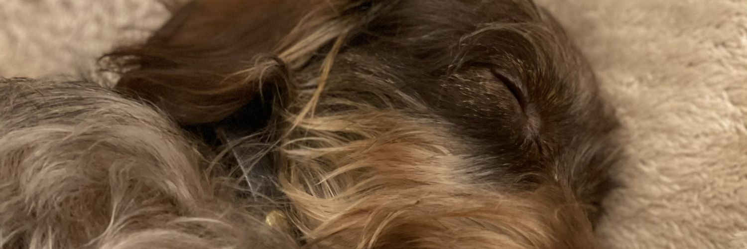 morimoto stable banner