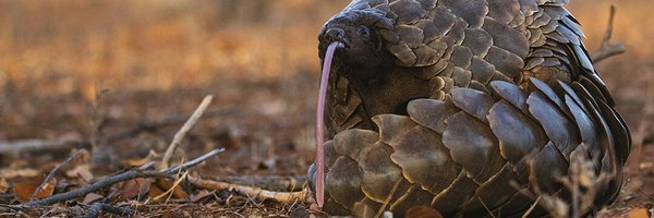 PangolinWorking Profile Banner