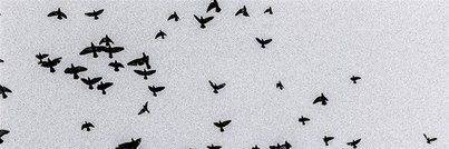 alferovaaa9's profile banner image