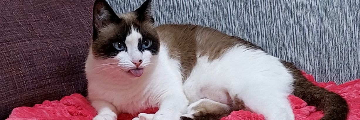 Natalia Ginzo banner