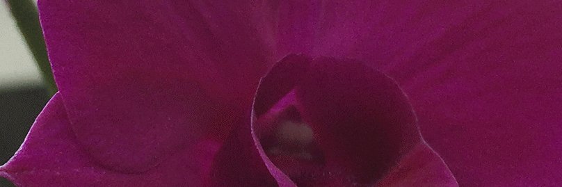 ivyschuler's profile banner image