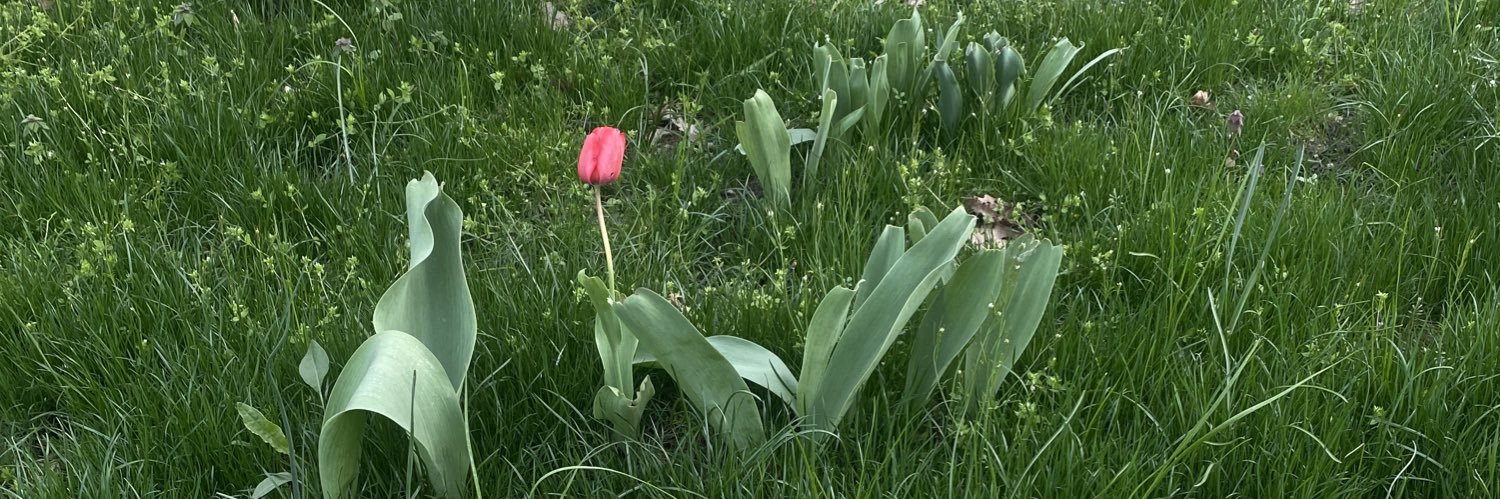 springtimesad's profile banner image