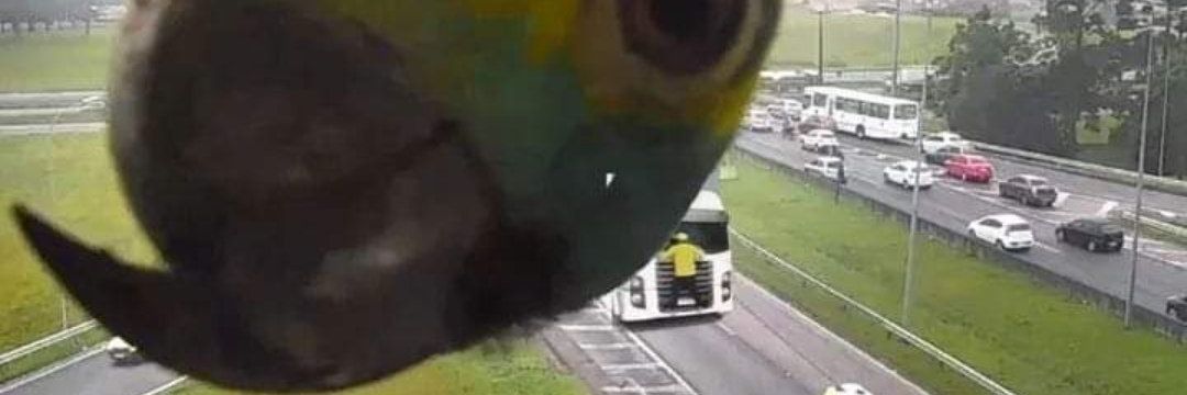 ní • ✠ | 🇧🇷🇵🇸 🇻🇪 🇮🇷 banner