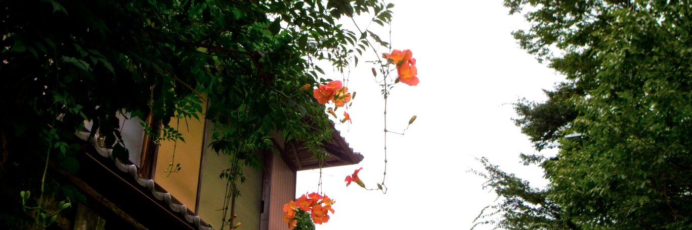 _kashiwamo's profile banner image