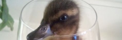 Chris Ⓩ (chri chri l’italiano) mister canardo 🦆 banner