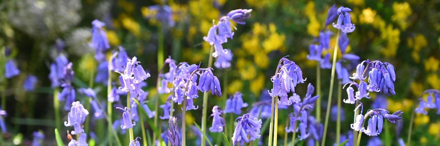 Friends of Richmond Park banner