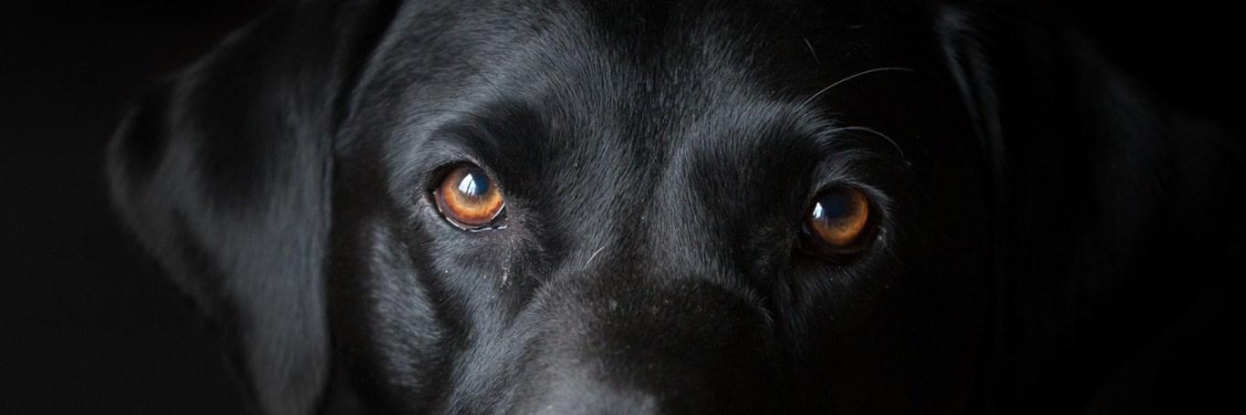 doggsthe's profile banner image
