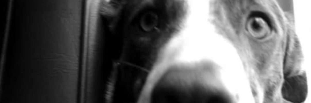 GTaMorales's profile banner image