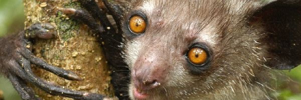 North East Aye Aye banner