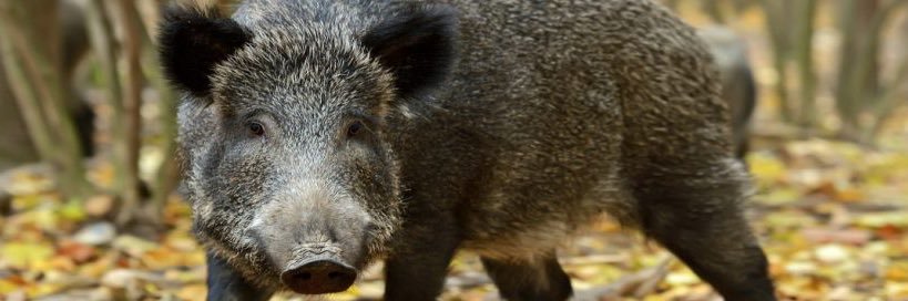 🐗TexasHawgHammer🐗's banner