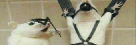 your_devid's profile banner image