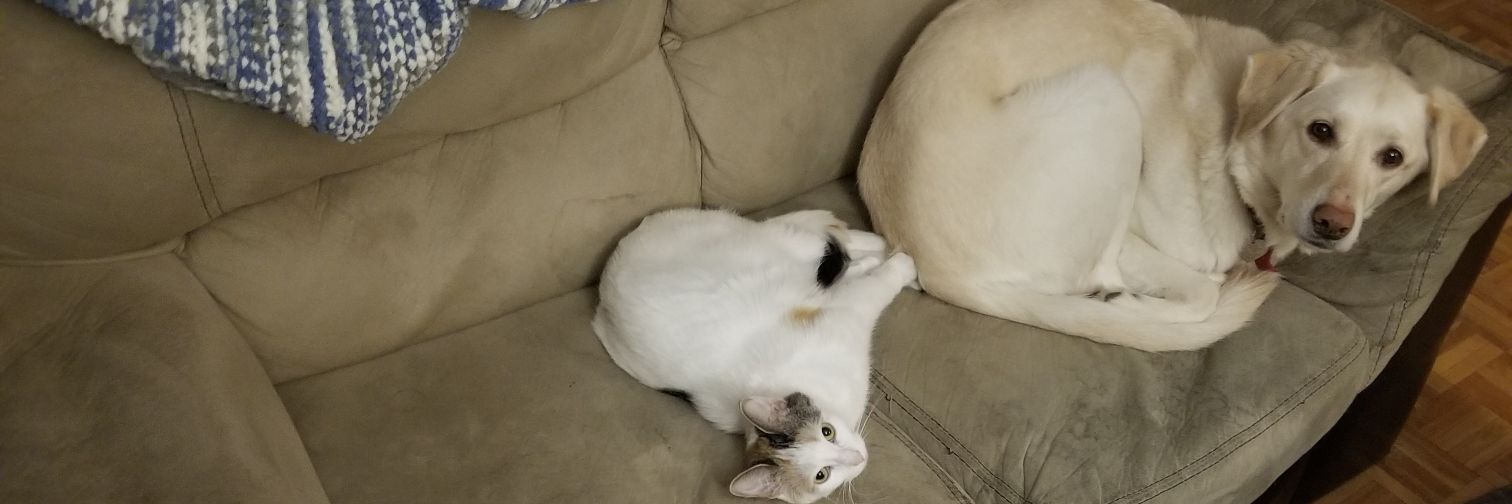 DeathFromAbove banner