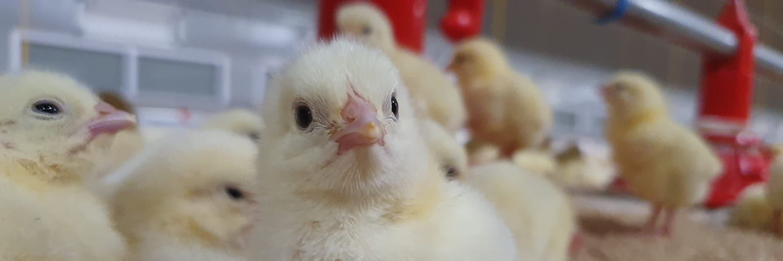 Poultry Care and Support banner