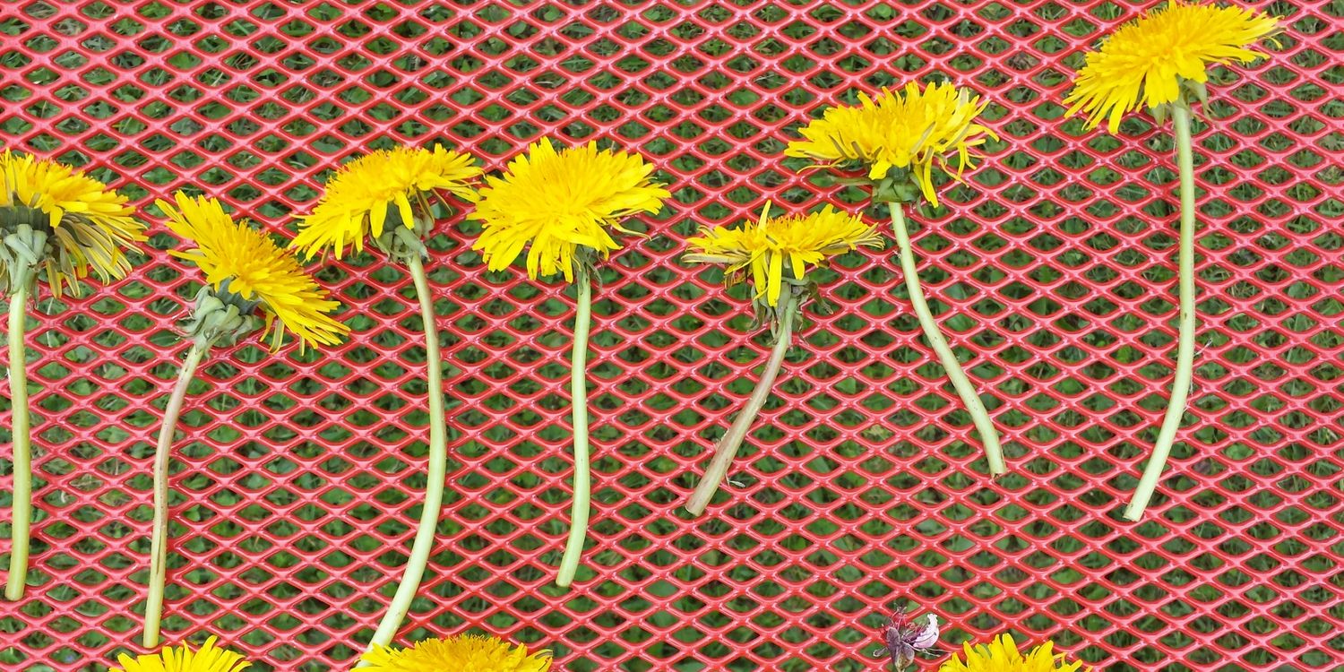 Simone Gingrich banner