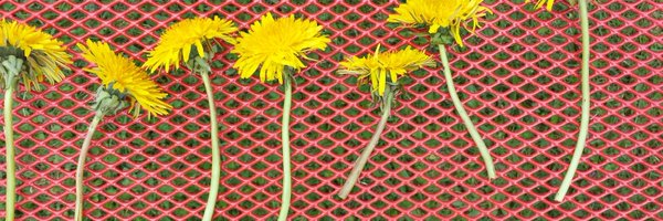 simonegingrich Profile Banner