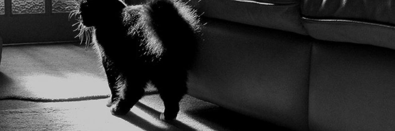 jasusio's profile banner image