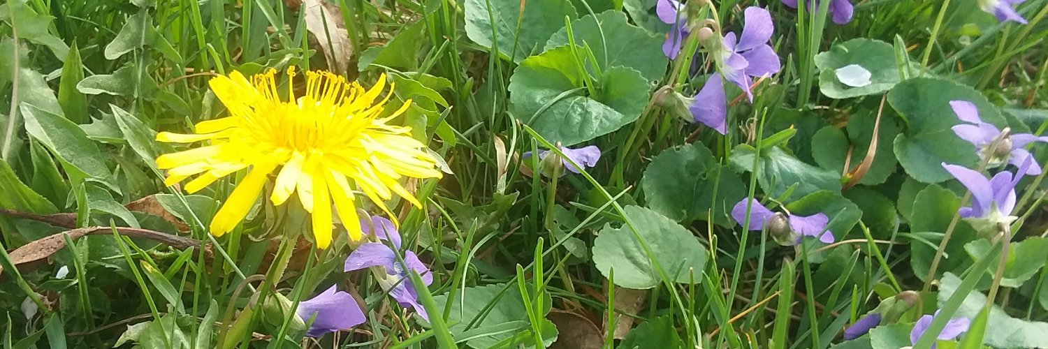 Elizabeth Hoyle banner