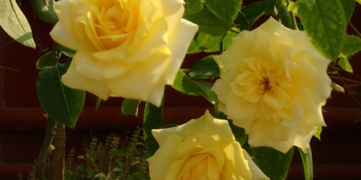 devkon59's profile banner image
