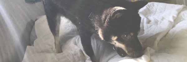 王子か乞食か、それが問題な柴犬 Profile Banner