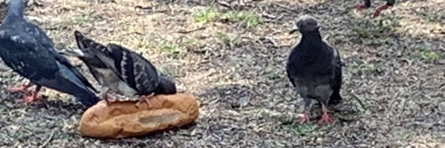 ﾉﾘｰｰｰﾝ banner