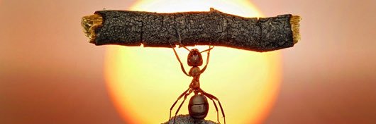 🇹 🇴 🇵.  🇸 🇭 🇦 🇩 🇴 🇼 banner