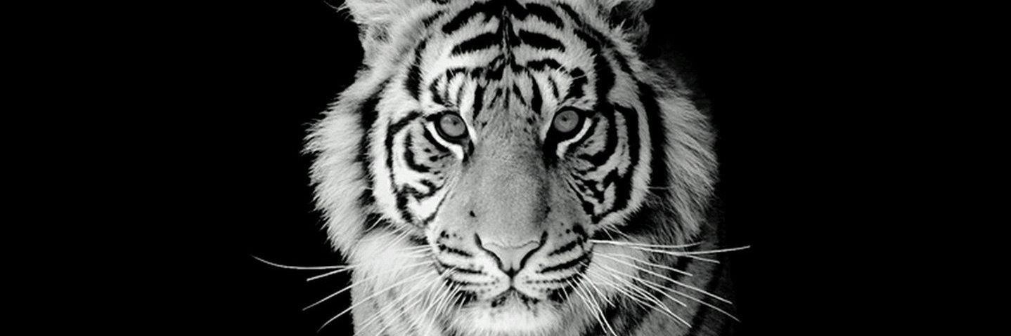 fikrispi's profile banner image