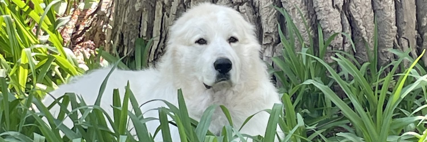 sdriverppc2019's profile banner image